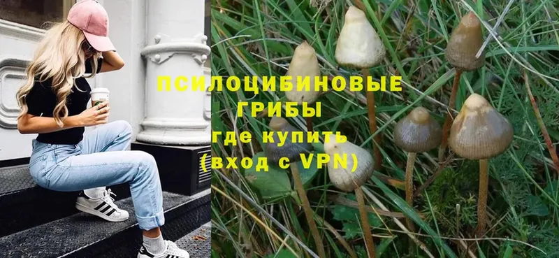 Галлюциногенные грибы Psilocybe  Белебей 